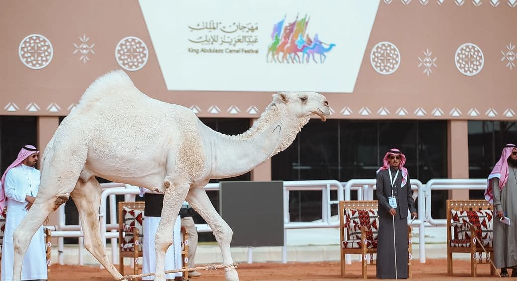 مخفضا الرسوم .. نادي الإبل يفتح باب التسجيل لمهرجان الملك عبد العزيز
