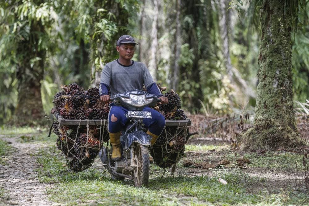  إندونيسي يحمل ثمار زيت النخيل على دراجته النارية في إحدى مزارع مدينة آتشيه. "إ.ب.أ"