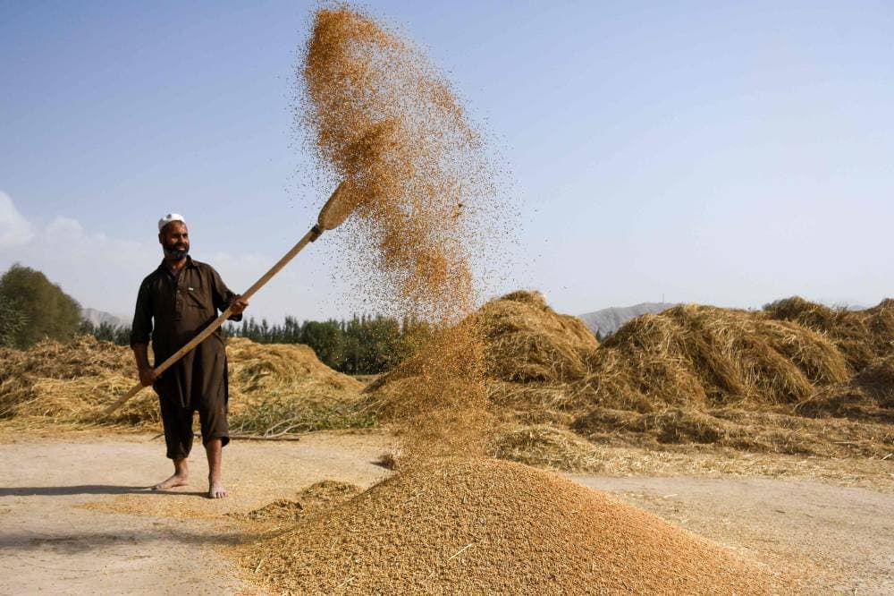 » الفرنسية « . أفغاني يذري القمح في إحدى مزارع مدينة ساريبول