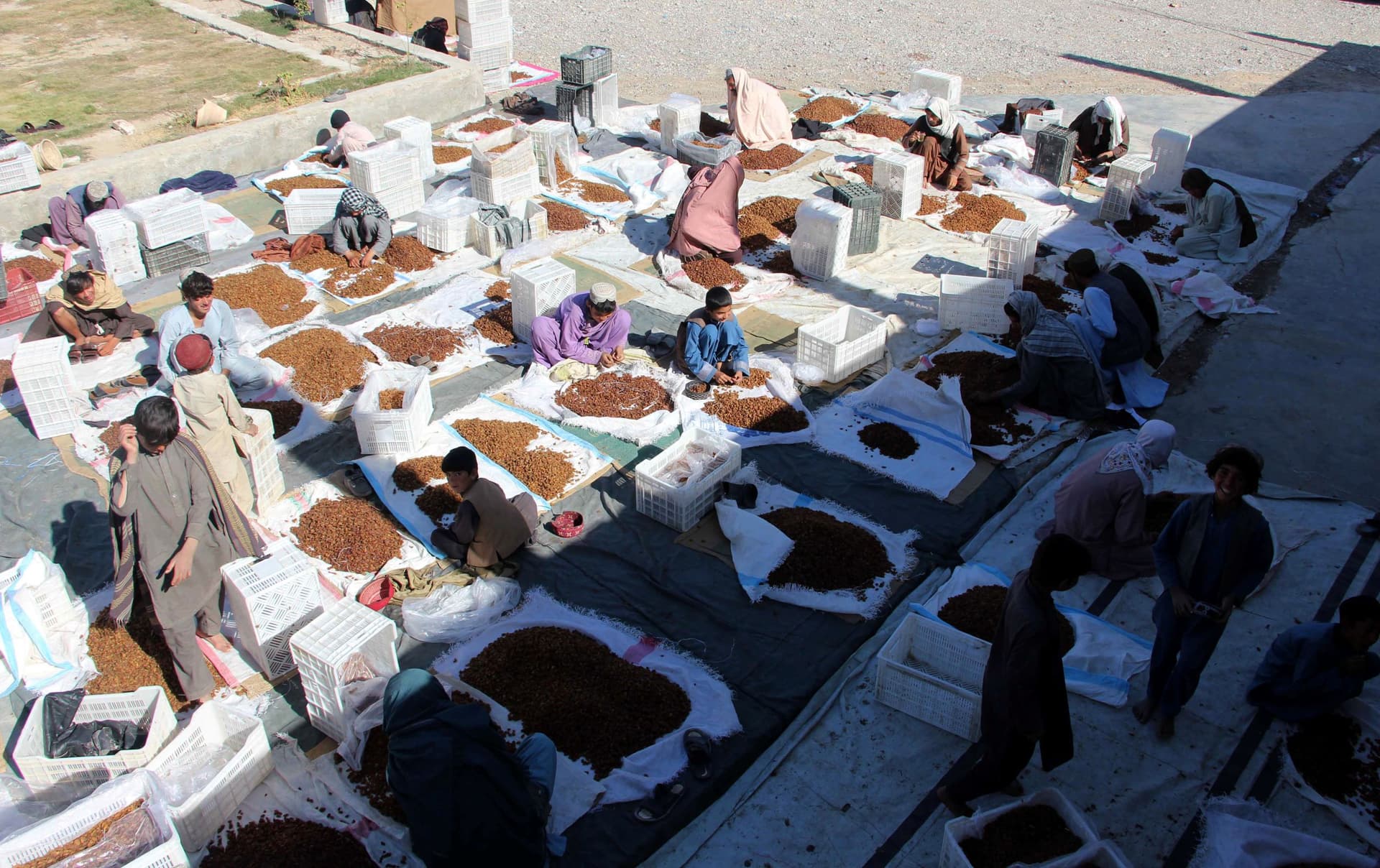 قندهار تصدر فواكه مجففة بـ 95 مليون دولار