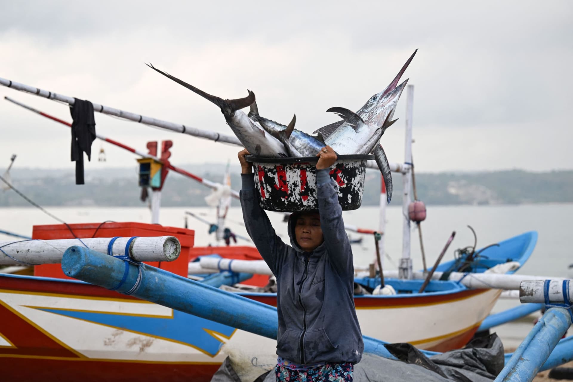 سمكة المارلين