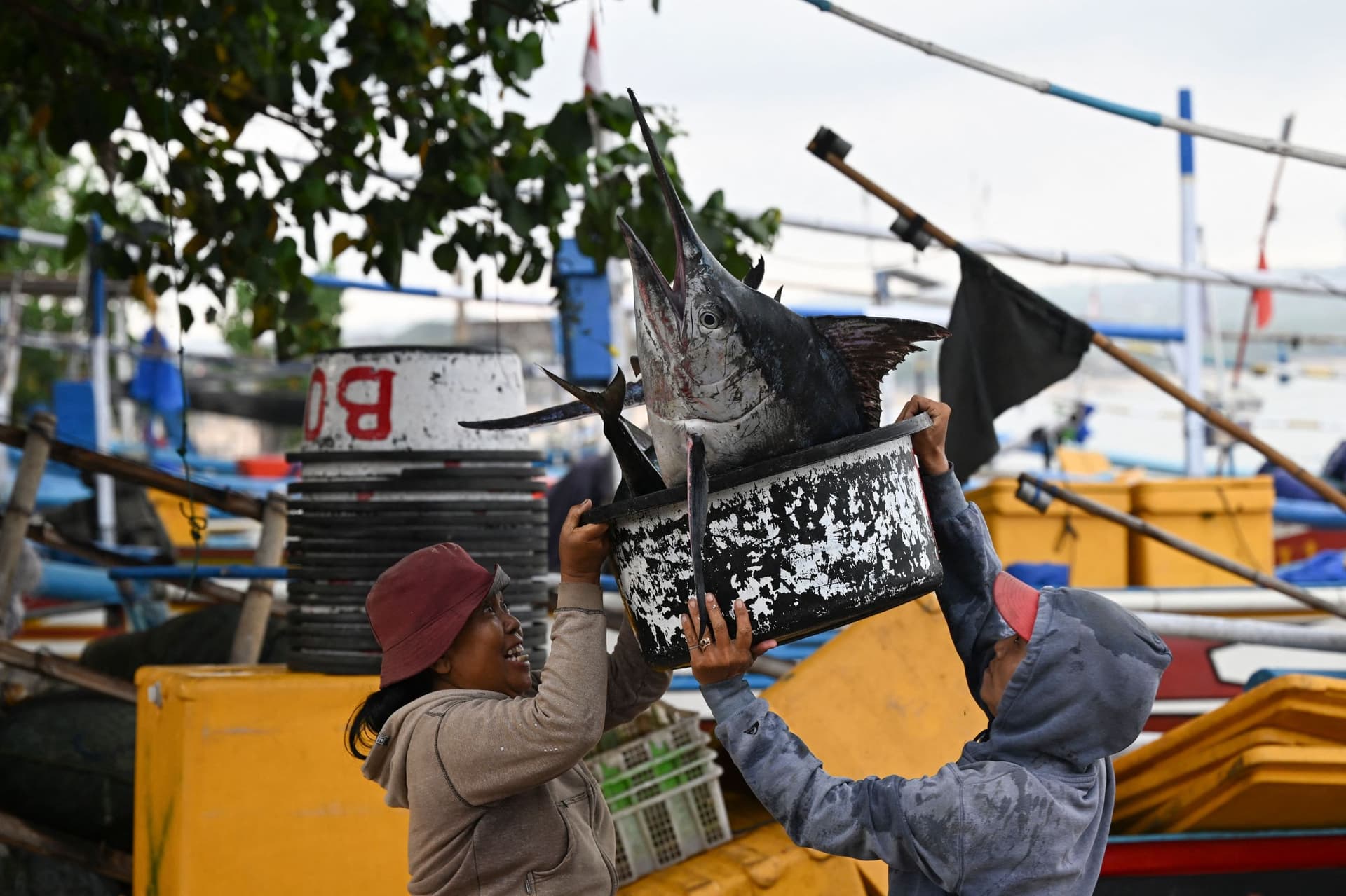 سمكة المارلين