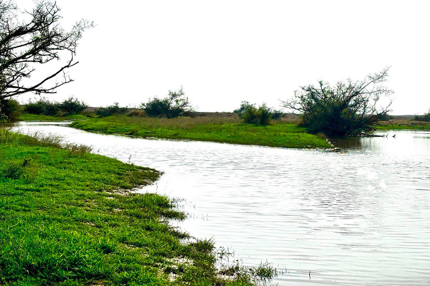 محمية الإمام تركي بن عبدالله الملكية تسهم بزيادة الغطاء النباتي 6.5 %؜ وتقلل الانبعاثات بـ 66 %