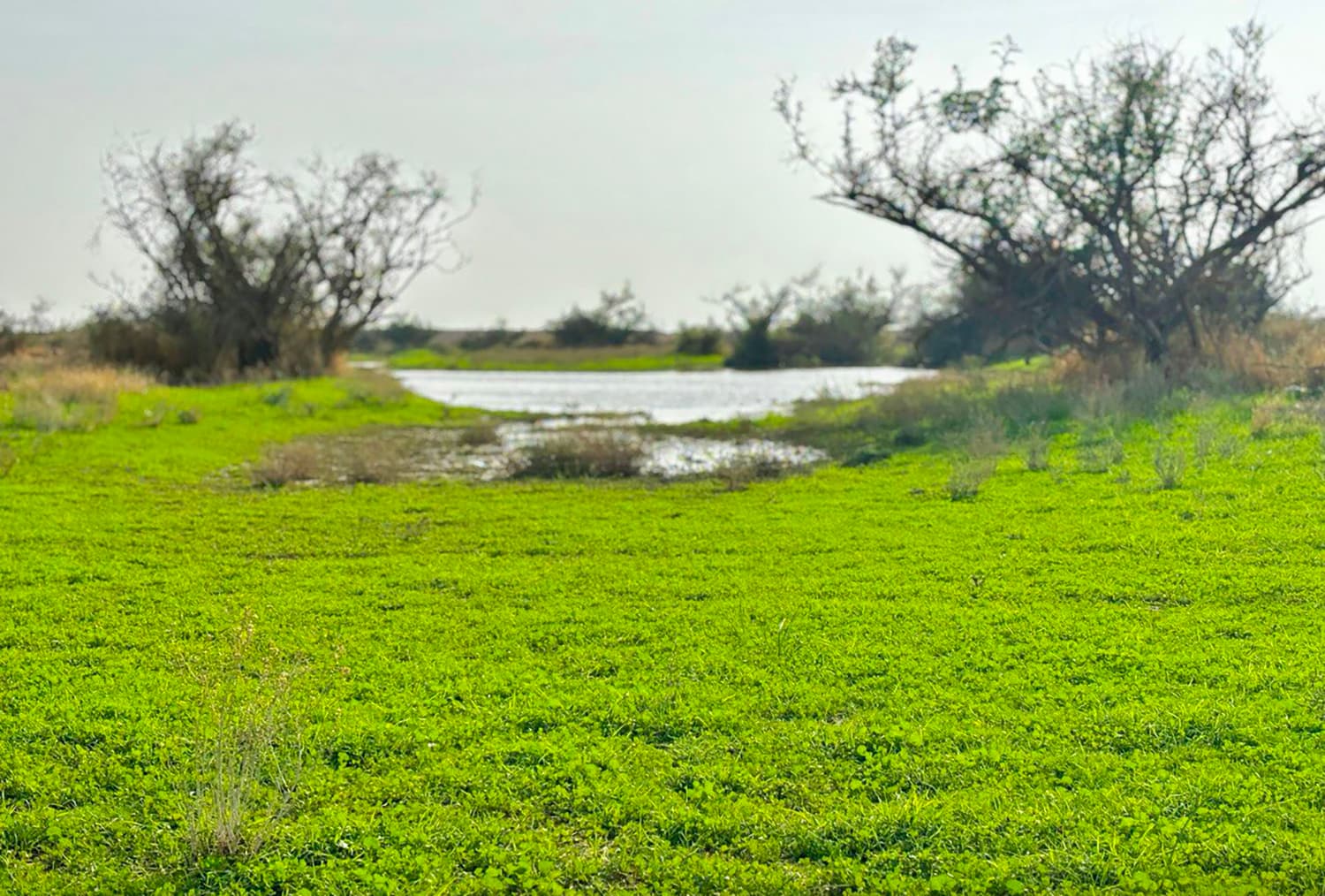 محمية الإمام تركي بن عبدالله الملكية تسهم بزيادة الغطاء النباتي 6.5 %؜ وتقلل الانبعاثات بـ 66 %