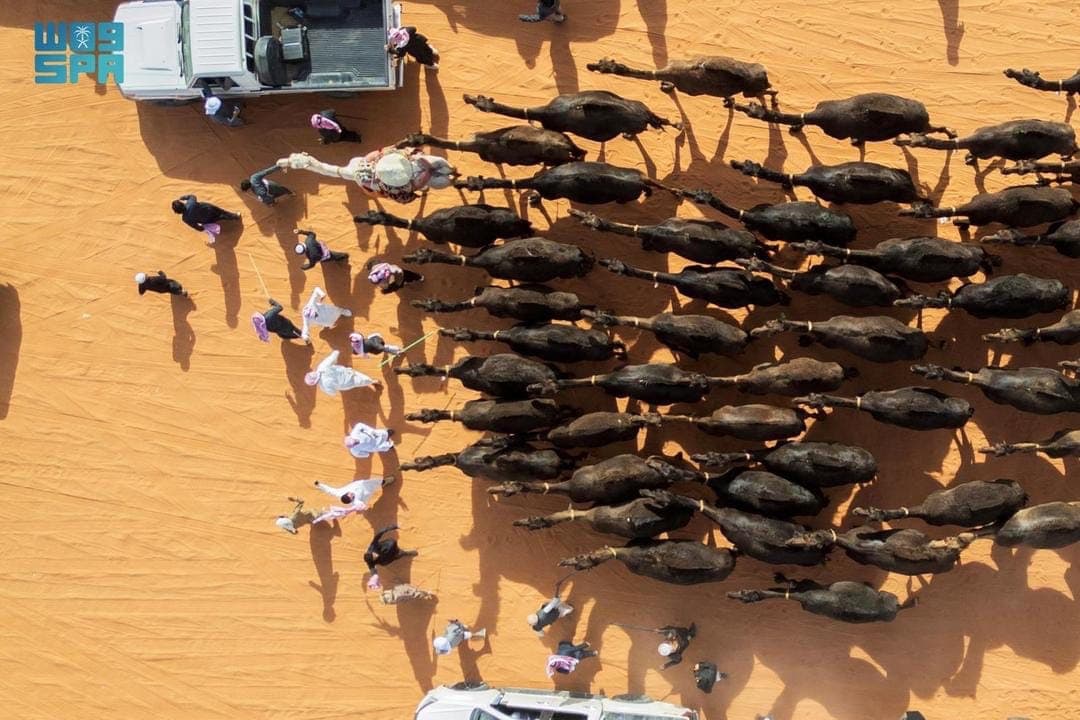 "هامات" تهيمن على جولات شوط سيف الملك لفئة المجاهيم وتخطف الصدارة