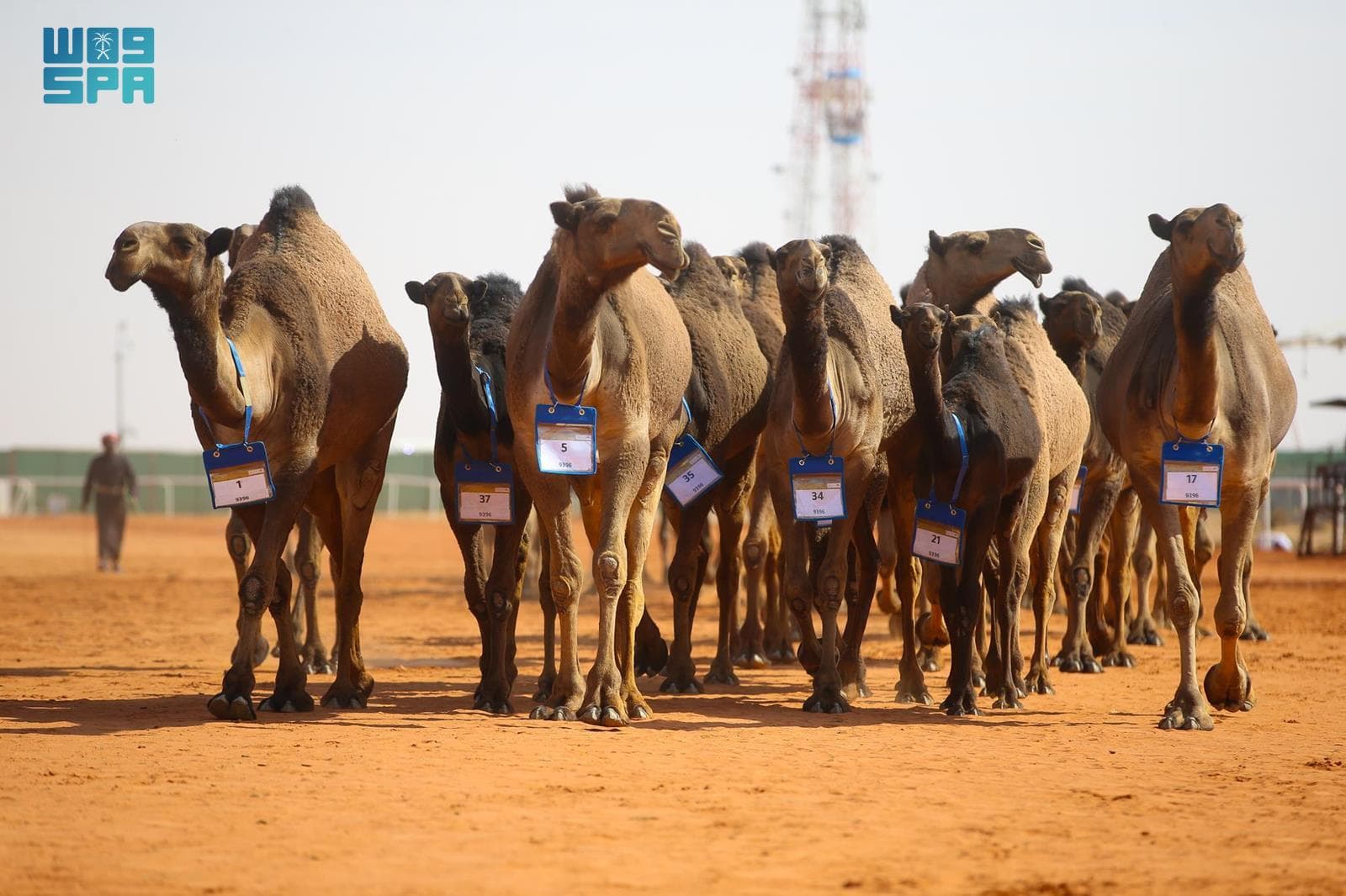  "الشريع" يخطف شوط بيرق الموحد للون الصفر في مهرجان الإبل