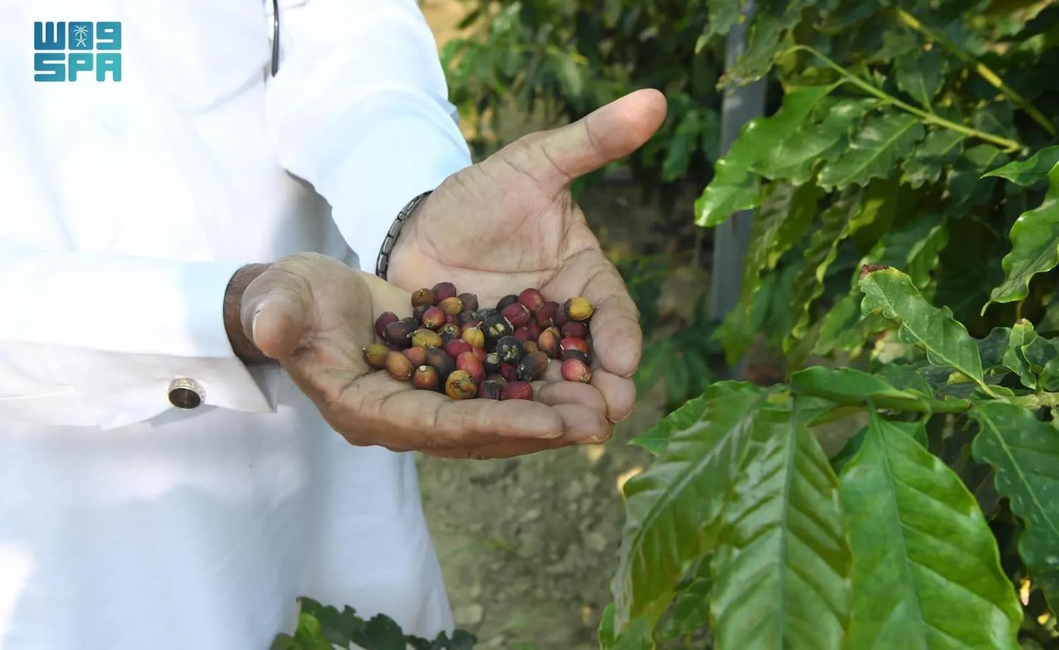 إعادة تأهيل مزارع البن التقليدية في عسير لتسويق منتجاتها