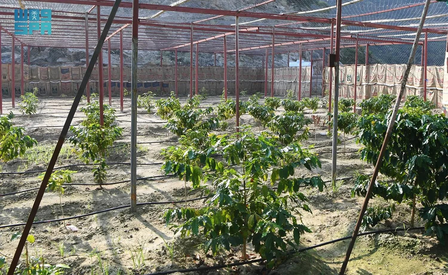 إعادة تأهيل مزارع البن التقليدية في عسير لتسويق منتجاتها