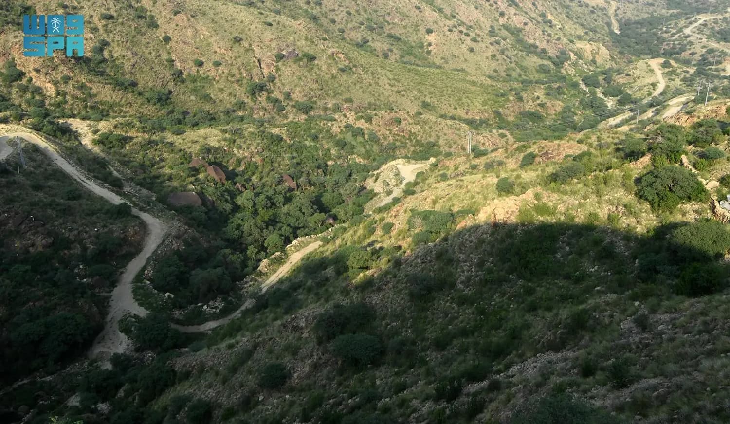 إعادة تأهيل مزارع البن التقليدية في عسير لتسويق منتجاتها