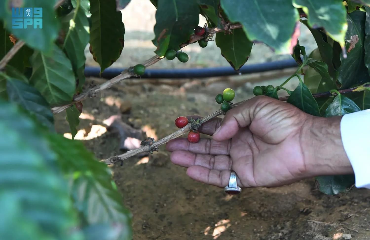 إعادة تأهيل مزارع البن التقليدية في عسير لتسويق منتجاتها