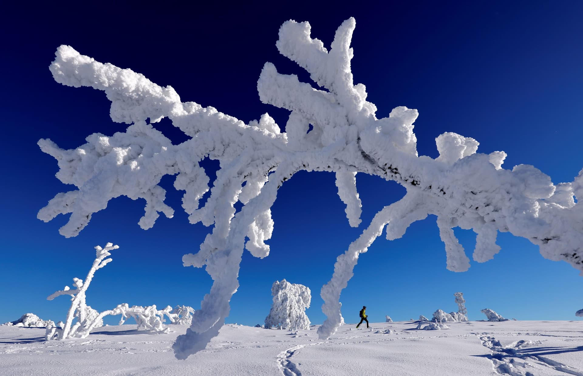 ألمانيا .. الغابة السوداء تكتسي بالبياض
