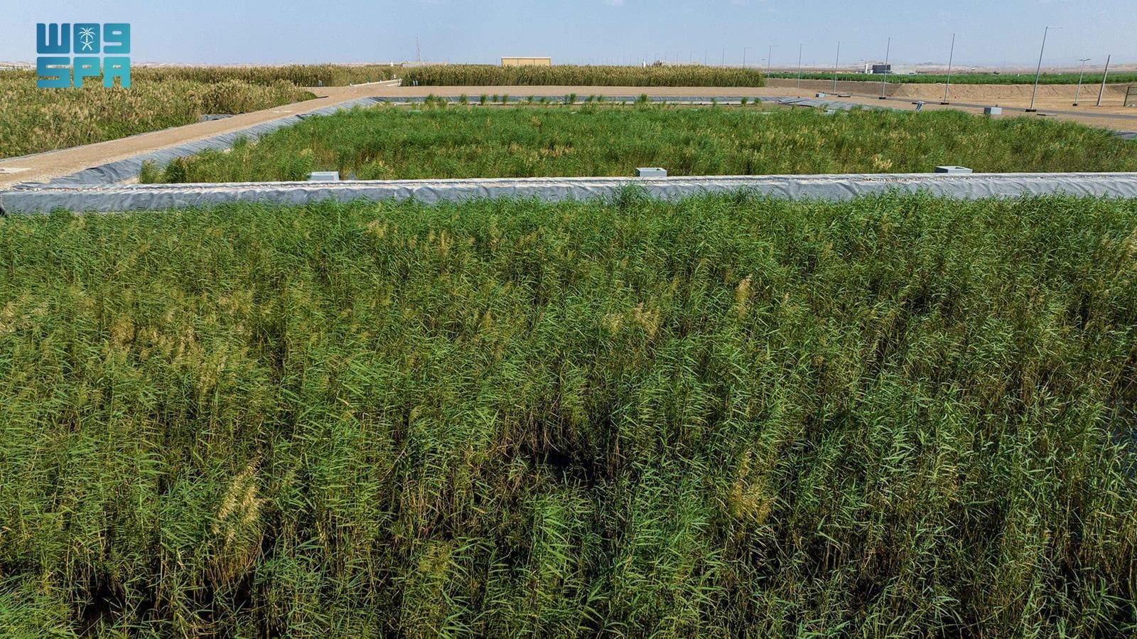  حل بيئي مستدام لمعالجة المياه .. إنشاء 80 ألف متر مربع من الأراضي الرطبة 