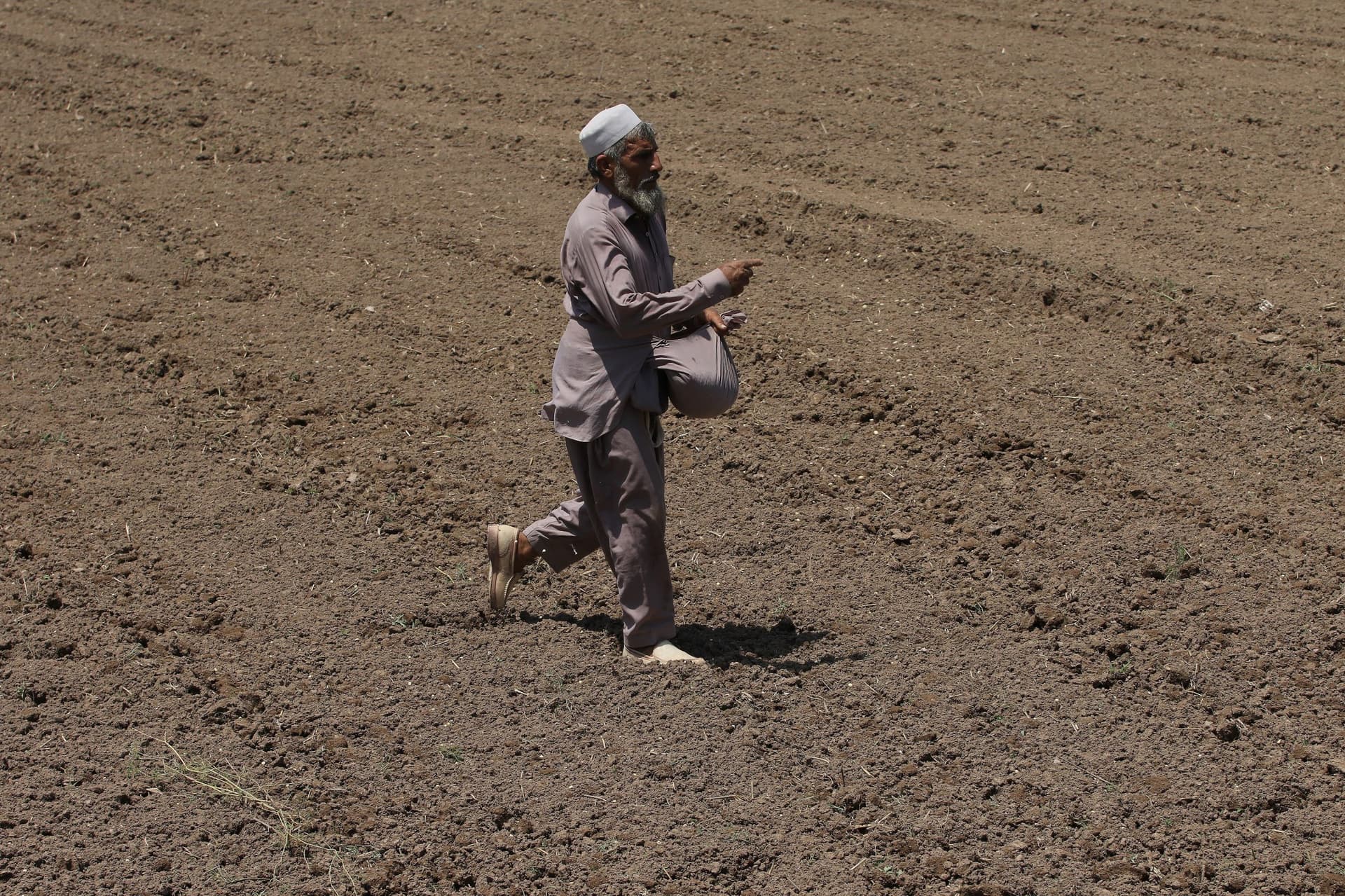 حقول باكستان تمتلئ بالبذور