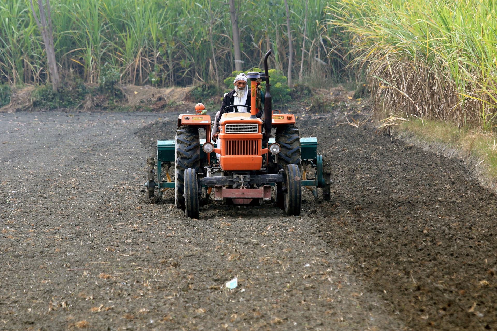 حقول باكستان تمتلئ بالبذور