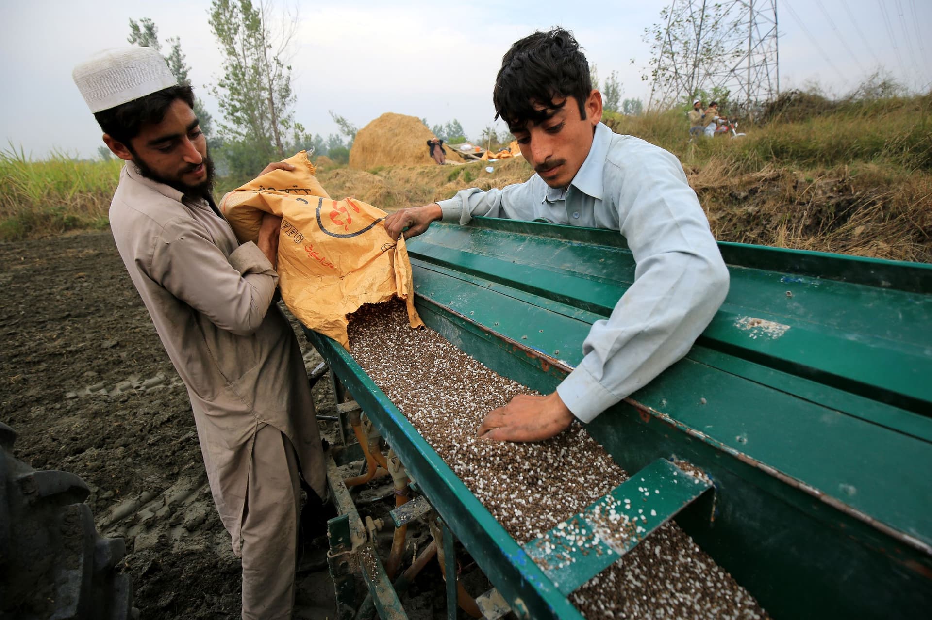 حقول باكستان تمتلئ بالبذور