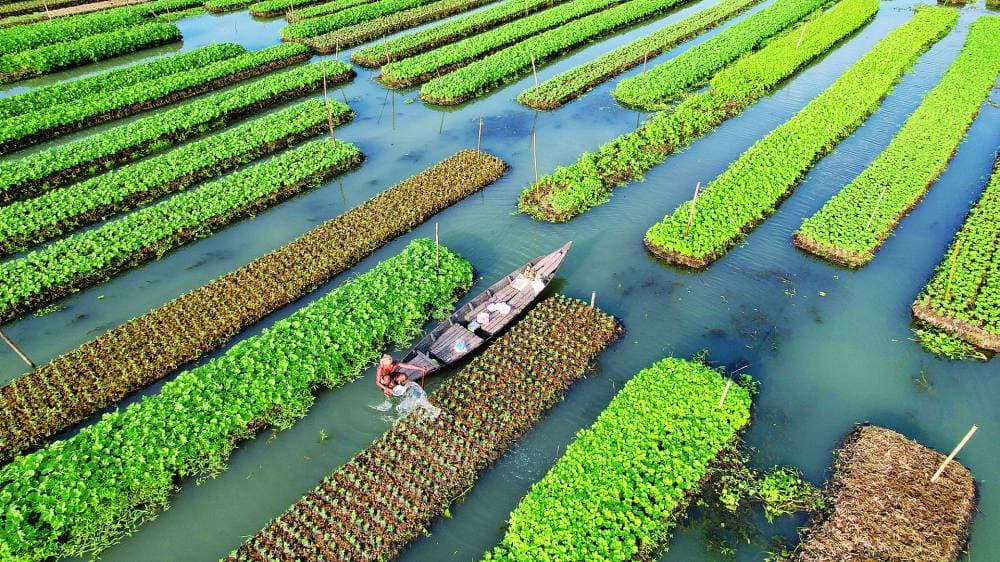 بنجلادش أمام مشهد غذائي مليء بالمفارقات .. الجوع وحش عصي على الترويض