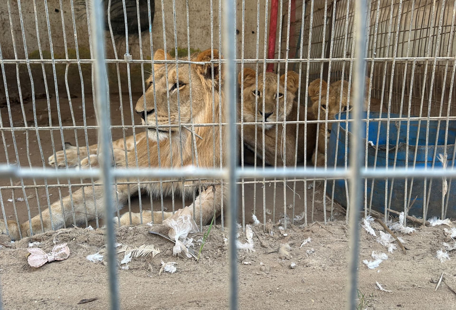 الجوع يحاصر الحيوان والإنسان في حديقة حيوانات بغزة