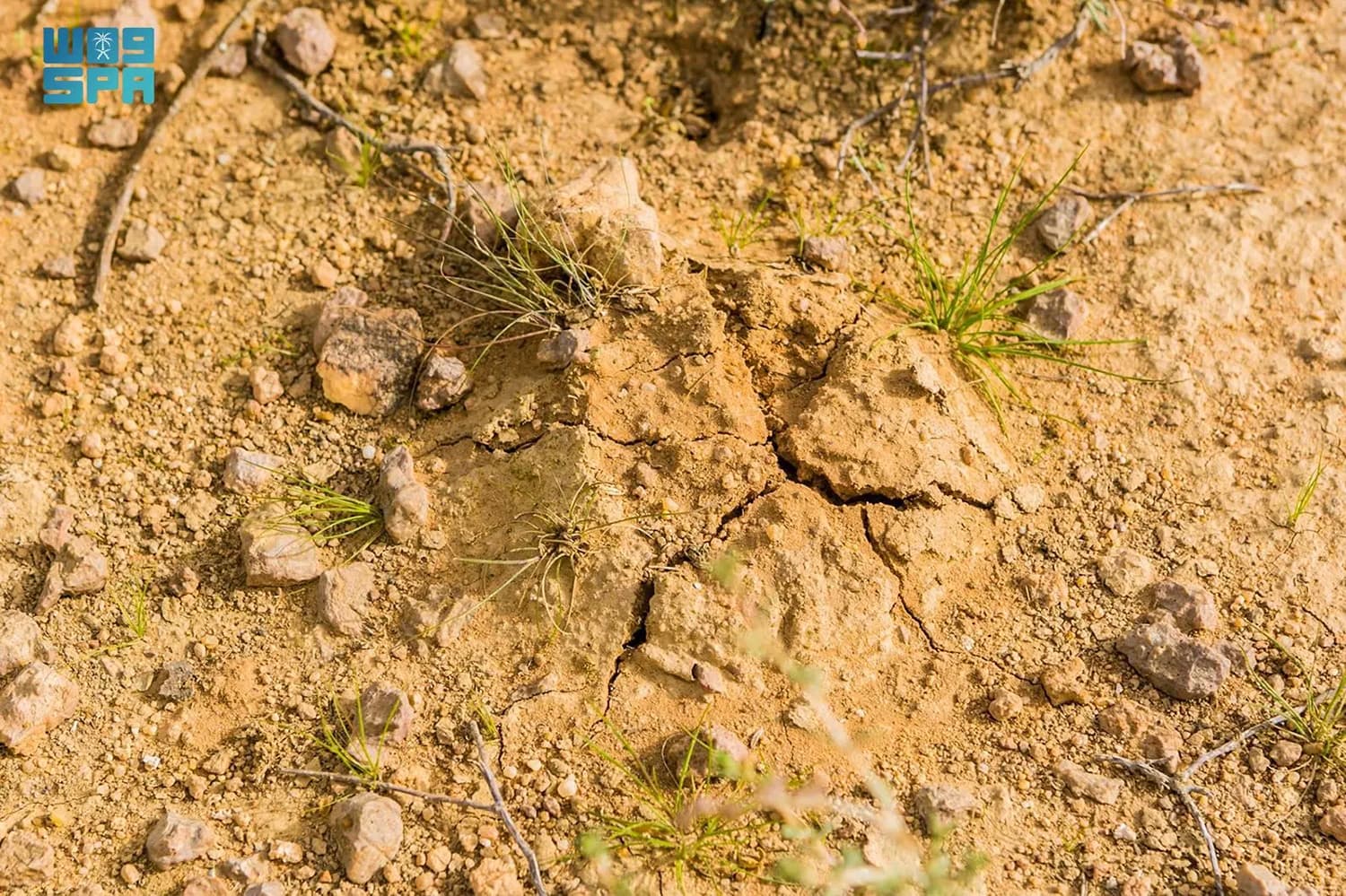 "الكمأة" رافد اقتصادي ينعش مهرجان شري