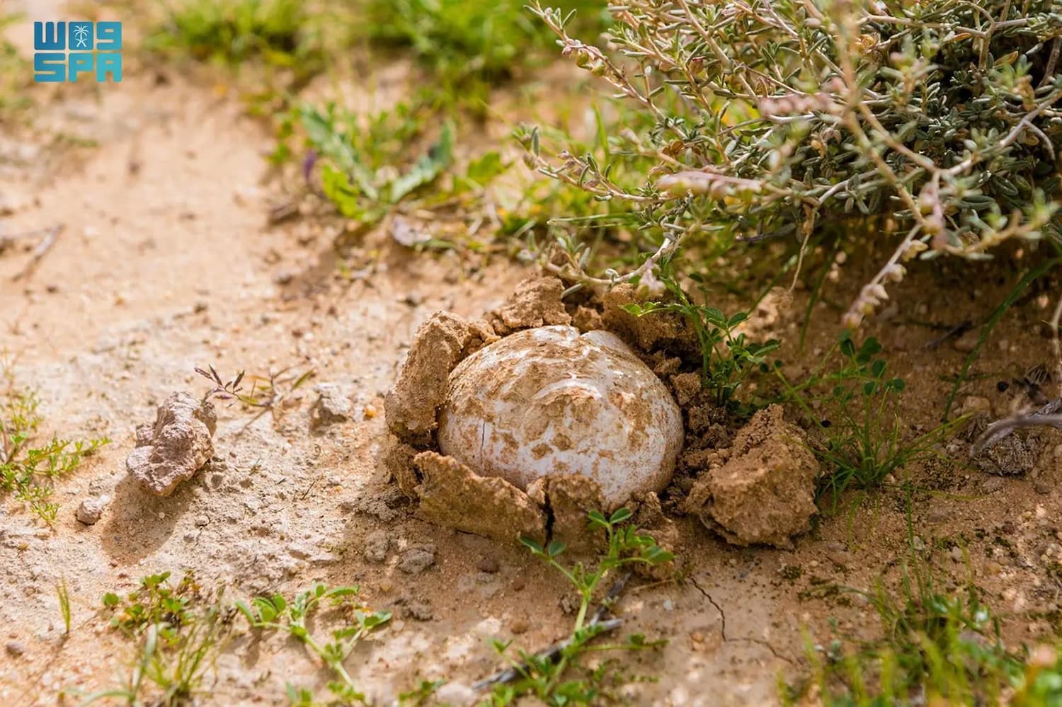 "الكمأة" رافد اقتصادي ينعش مهرجان شري