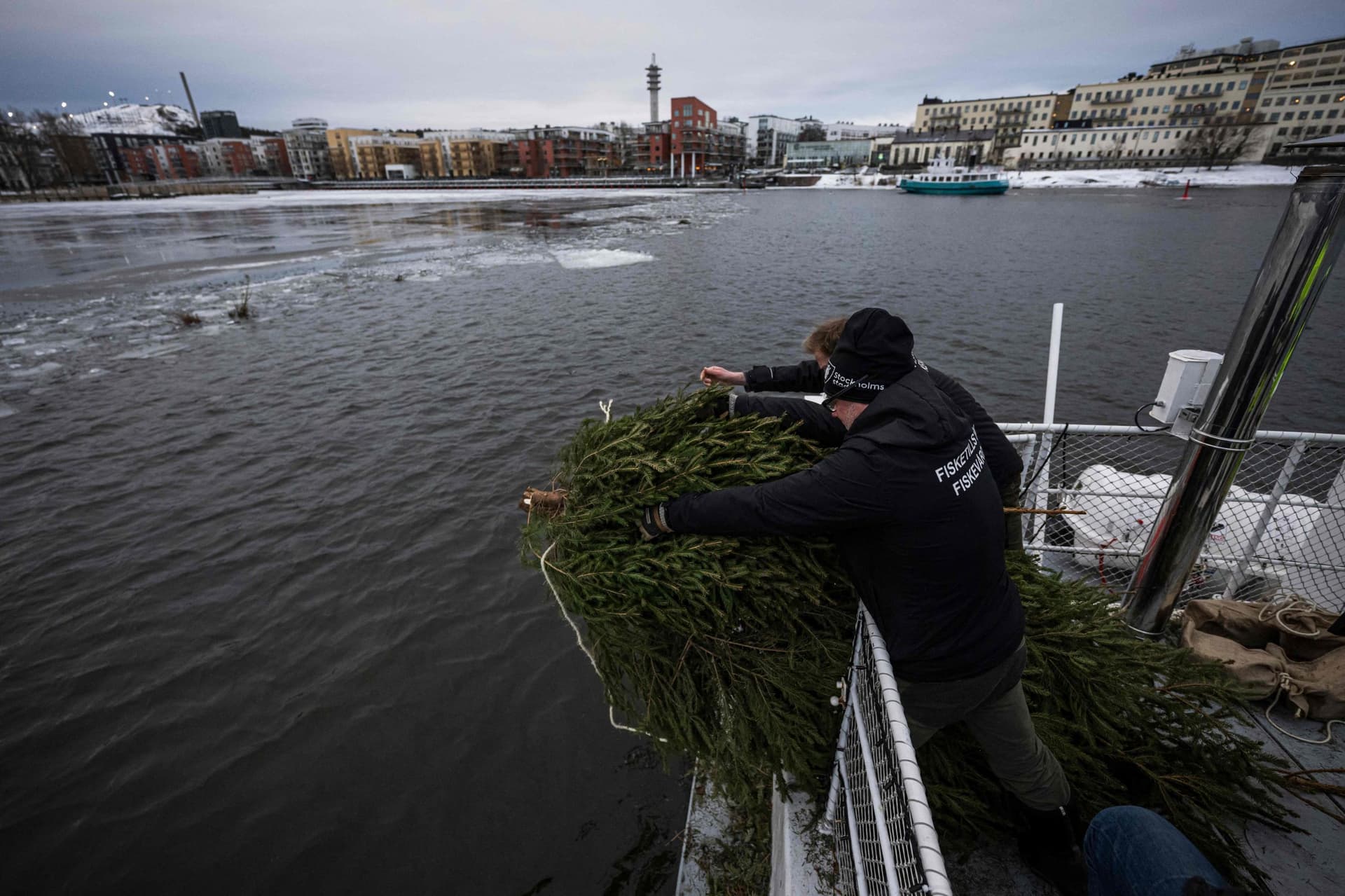 بعد تزيينها داخل المنازل .. أشجار الميلاد هدية للأسماك في السويد