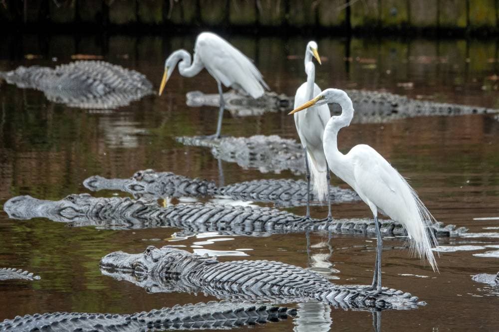 طيور تقف فوق تماسيح خلال سباحتها في بحيرة حديقة جاتورلاند في ولاية فلوريدا الأمريكية. «إ.ب.أ »