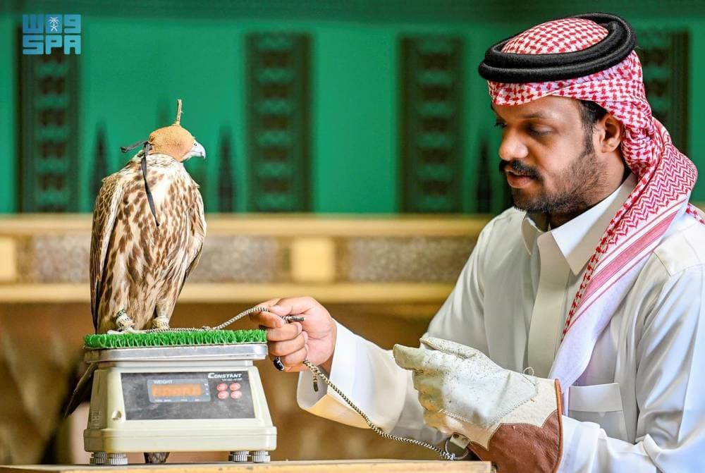 الأوصاف والوزن والقياس .. ميزات رئيسة في جمال الصقور بالمملكة