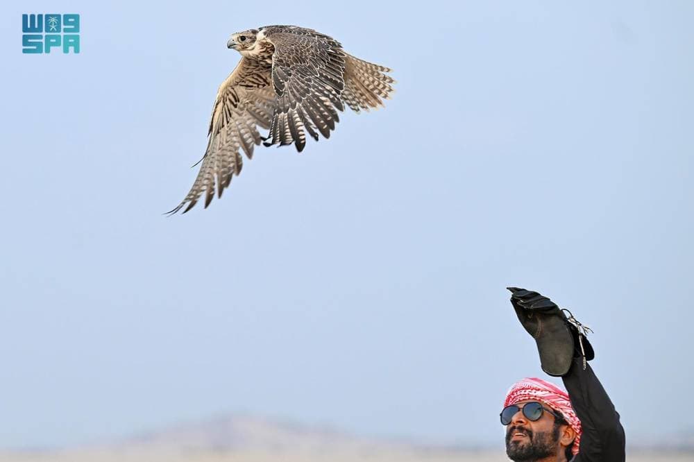 الأوصاف والوزن والقياس .. ميزات رئيسة في جمال الصقور بالمملكة