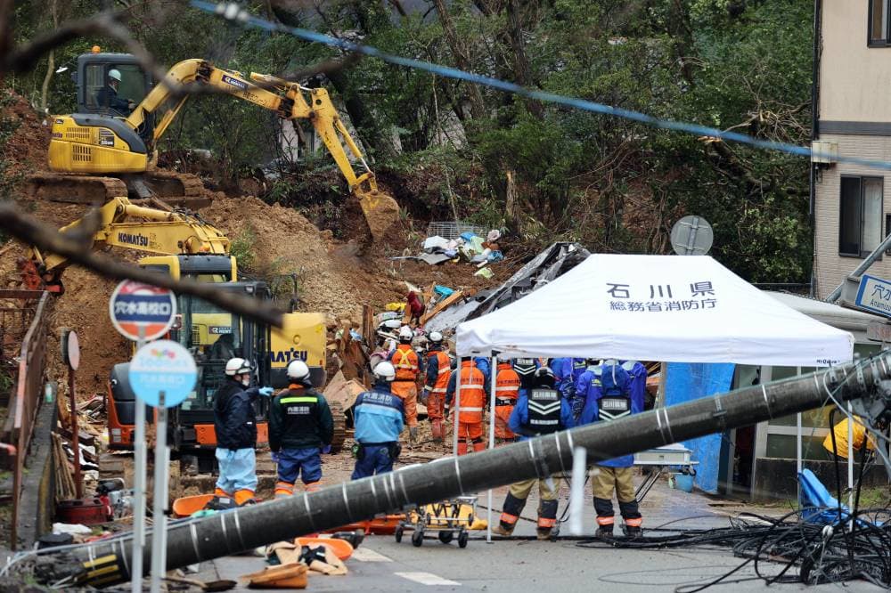 حصاد الأفوكادو