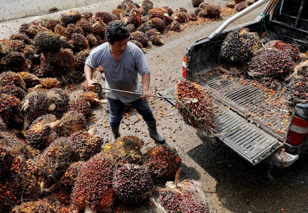 تتجه أسعار زيت النخيل إلى أعلى مستوى إغلاق لها منذ أسبوعين. "رويترز"