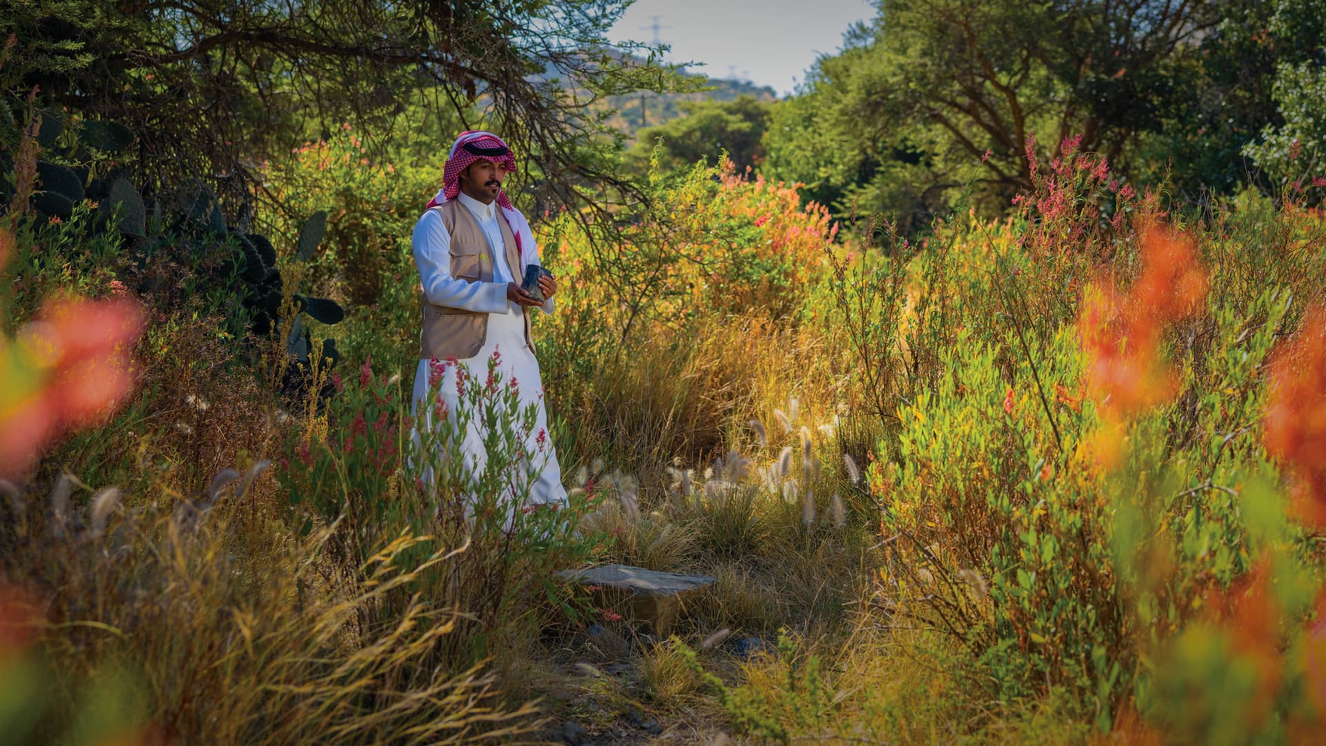 المصدر: مبادرة السعودية الخضراء