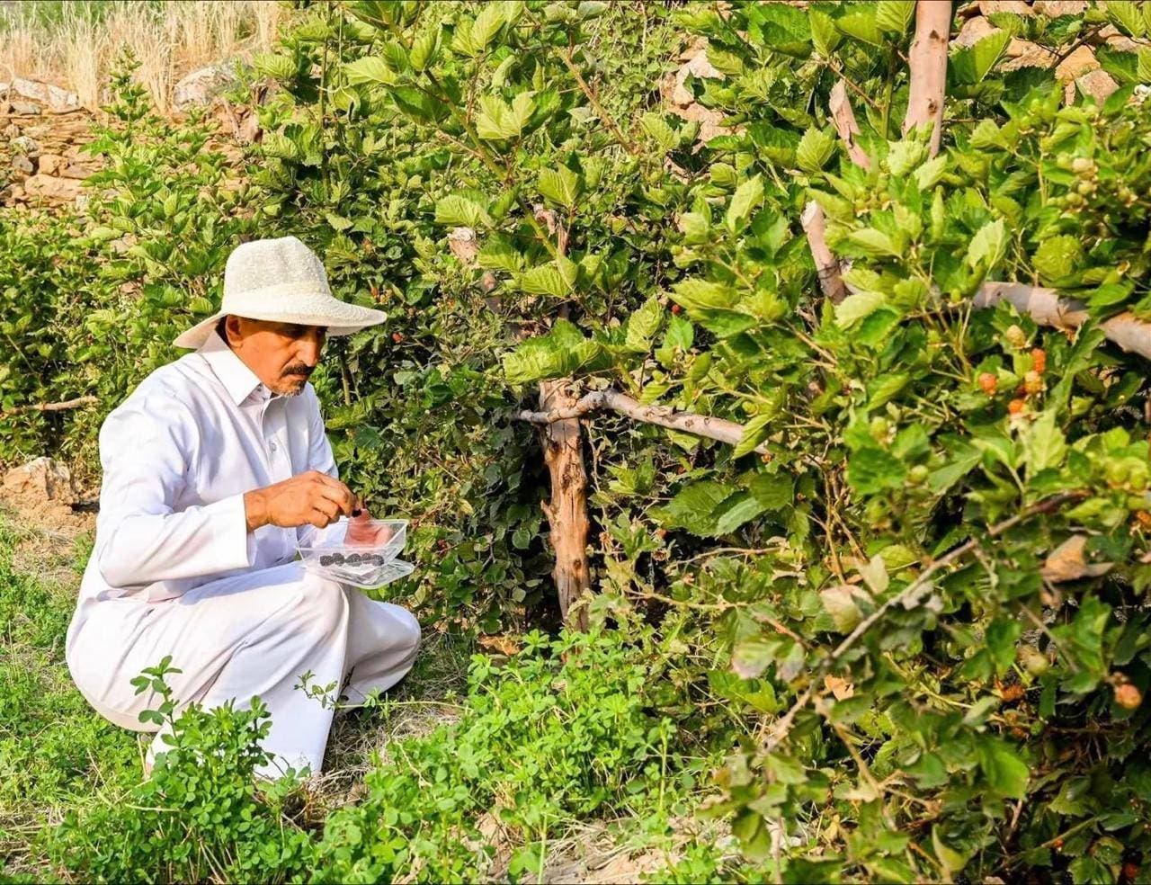 30 ألف شجرة توت أسود باكورة إنتاج الباحة .. والهدف 3 ملايين