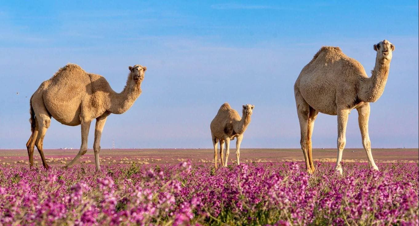 تسعى الشركة إلى تمكين قطاع الأغذية ضمن القطاعات الواعدة في السعودية. المصدر: واس