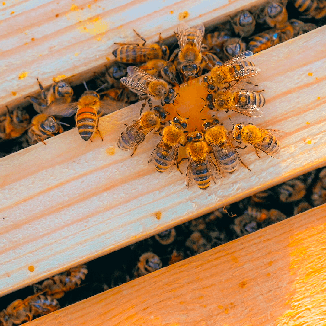 17 ألف خلية نحل تنتج 3 من أجود أنواع العسل. واس