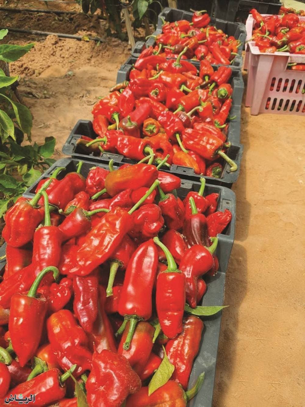 «فلفل شقراء» يستحوذ على 78% من إنتاج السعودية وينافس في سوق عالمية مليارية 