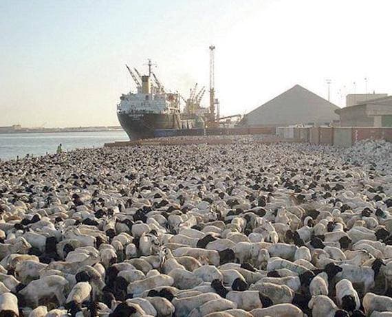 ارتفع عدد الدول التي تستورد منها السعودية مواشي حية إلى 30 دولة.