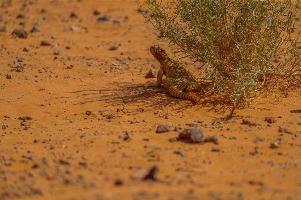 صورة لحيوان الضب من الحياة الفطرية في محمية الملك سلمان بن عبدالعزيز الملكية. "الاقتصادية"