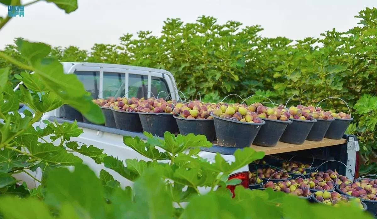 السعودية تحقق اكتفاء ذاتيا من التين بنسبة 111 % .. وجازان في الصدارة