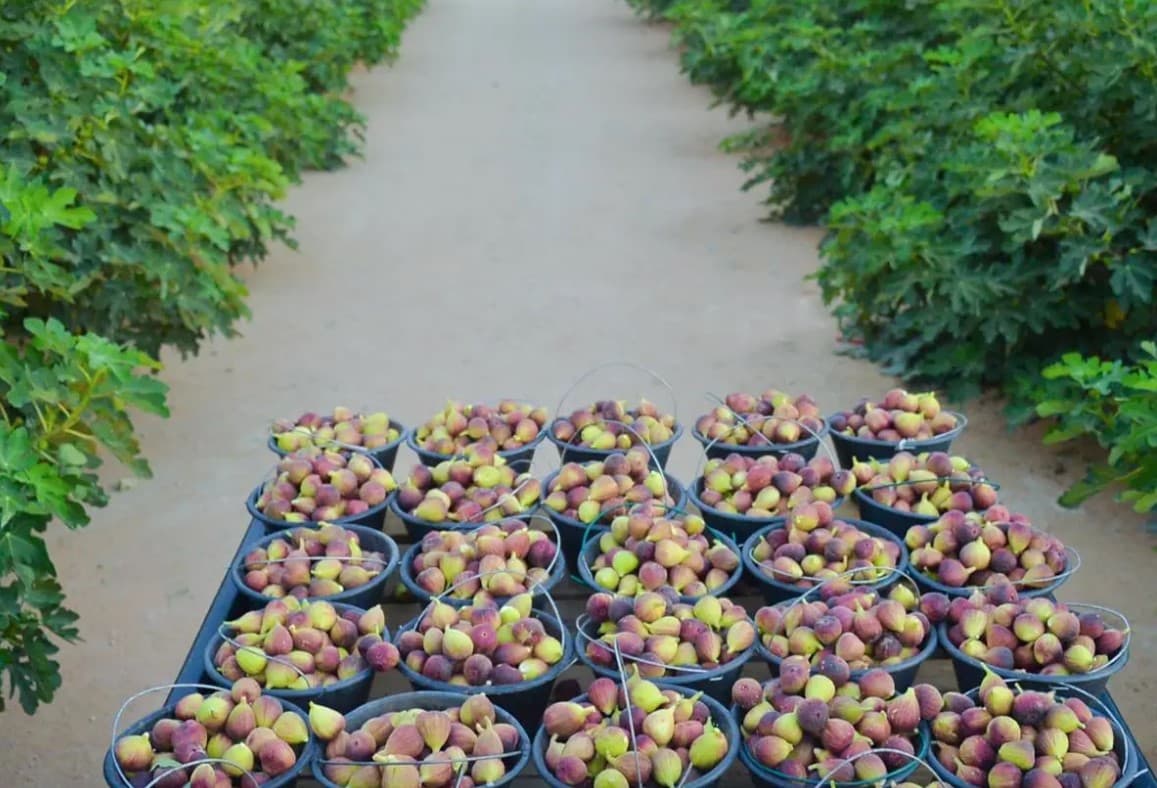 المصدر: "واس"