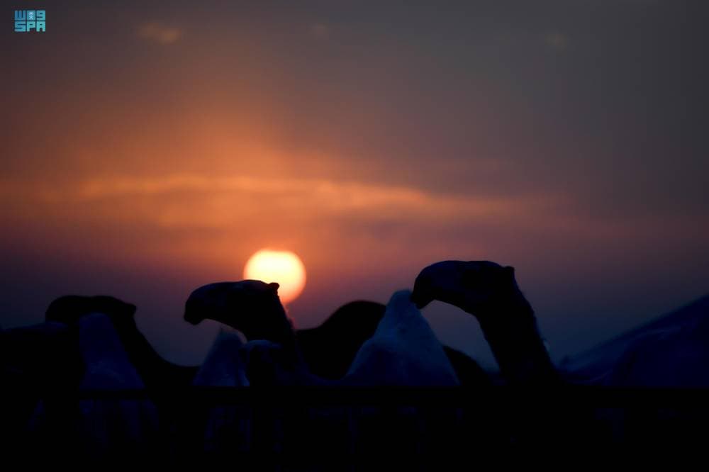 DST_2171443_6689122_43_4_2024091423070565