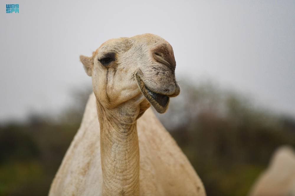 DST_2171443_6689121_43_4_2024091423070565