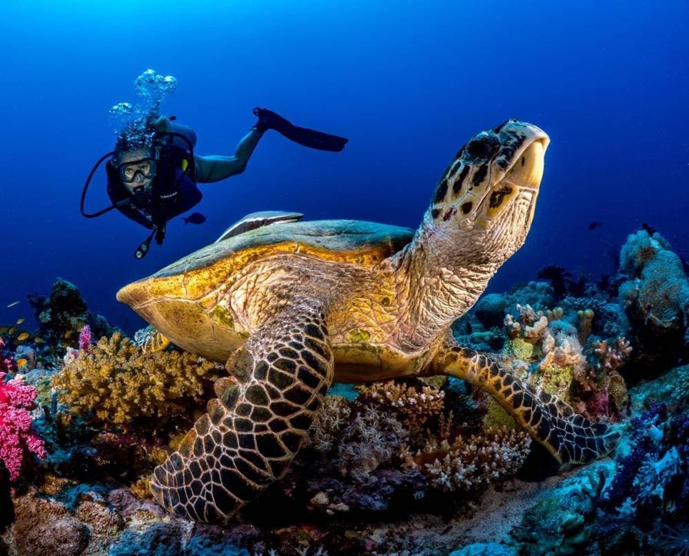 تشكل الشعب المرجانية في السعودية 45 % من البحر الأحمر. المصدر: واس