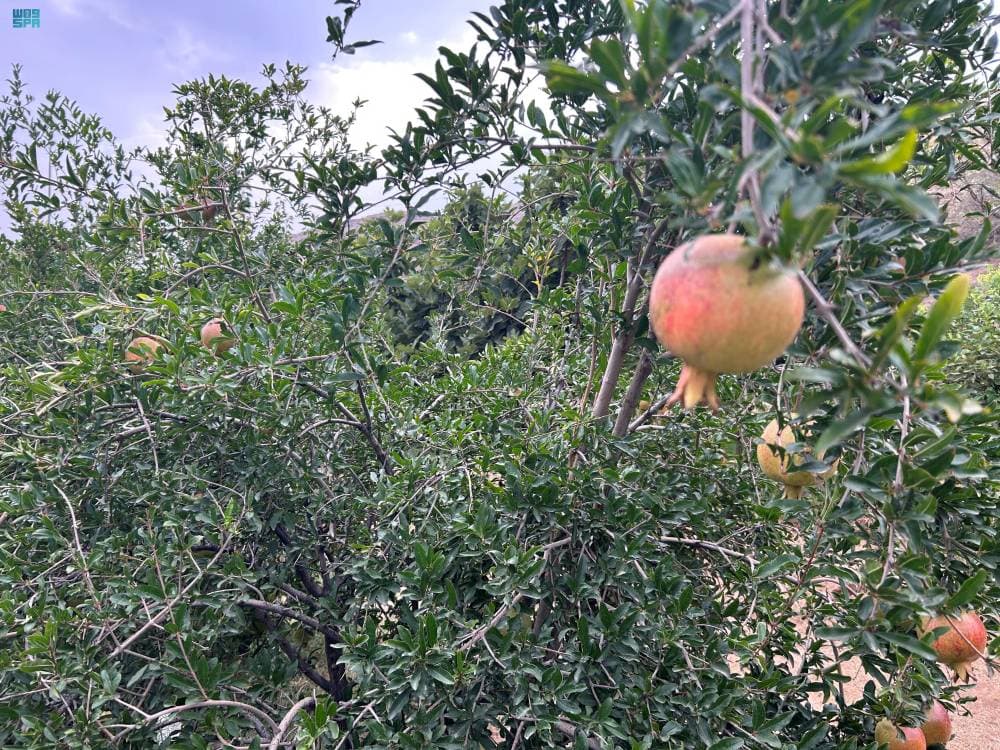 DST_2179561_6754717_16_4_2024092911503309