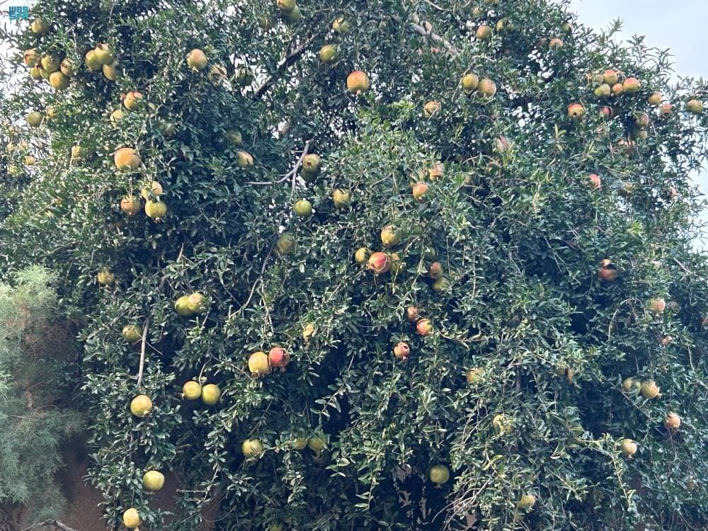 DST_2179561_6754718_16_4_2024092911503309