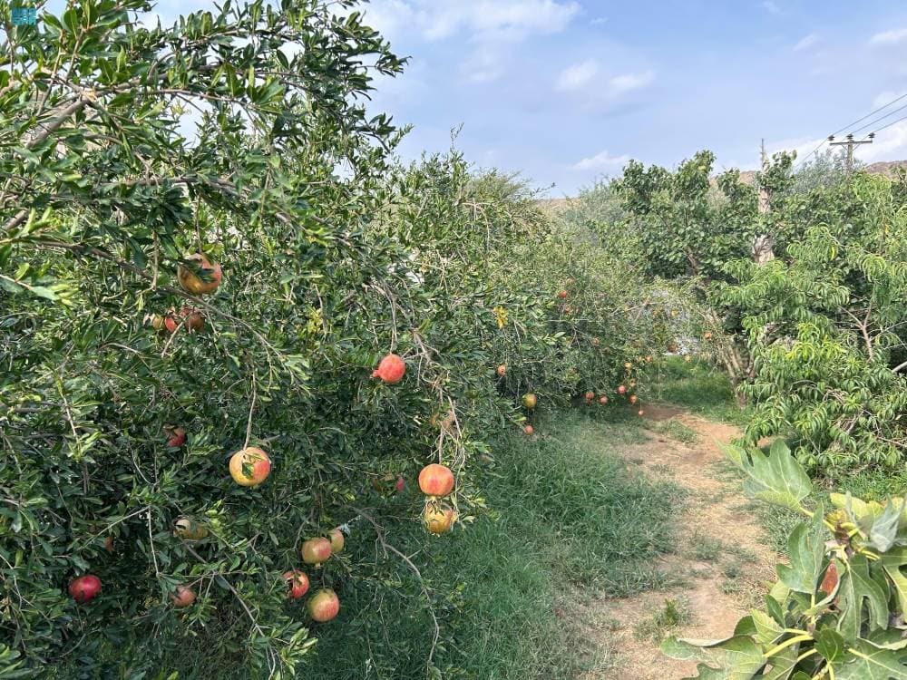 DST_2179561_6754716_16_4_2024092911503309