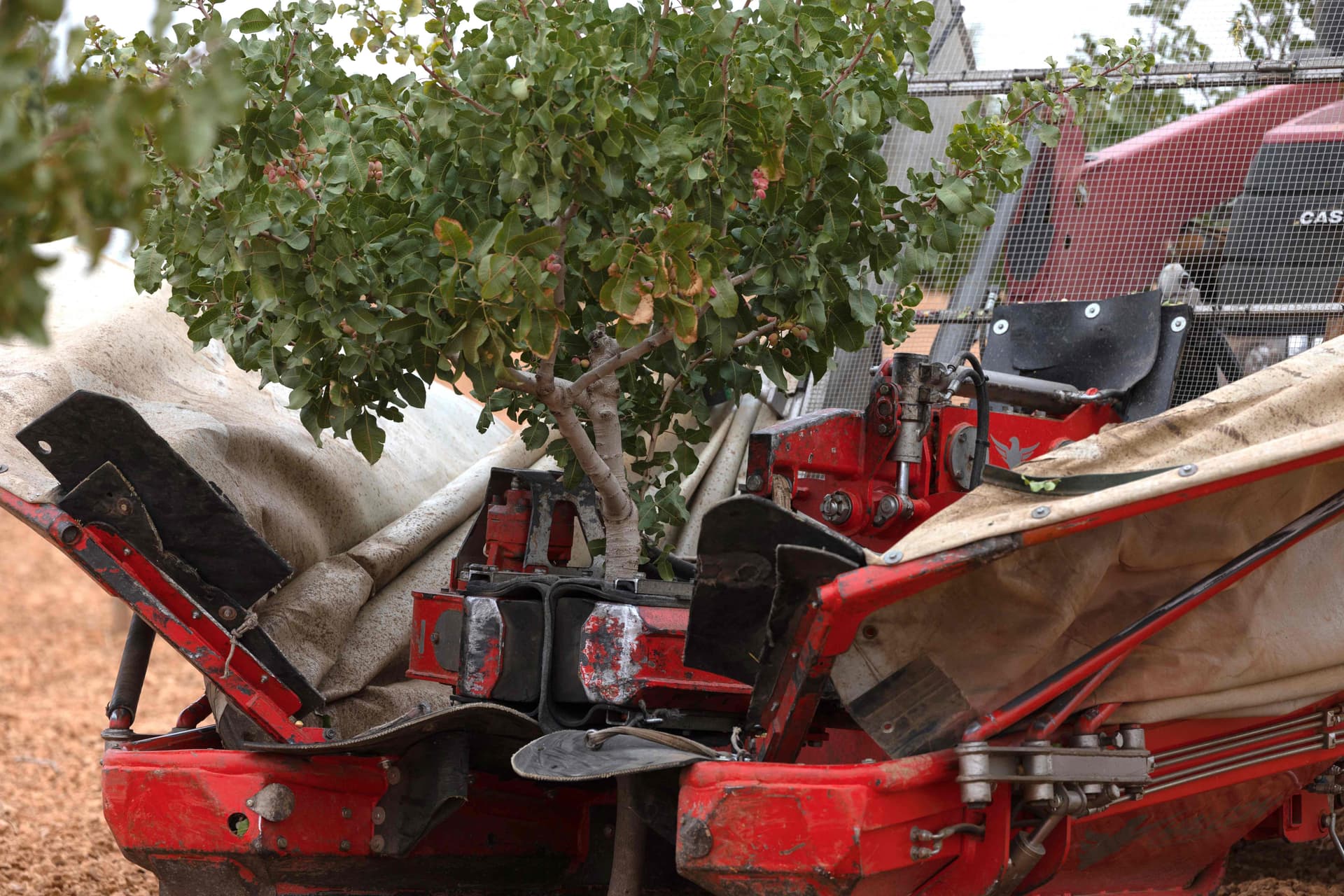 أشجار الفستق