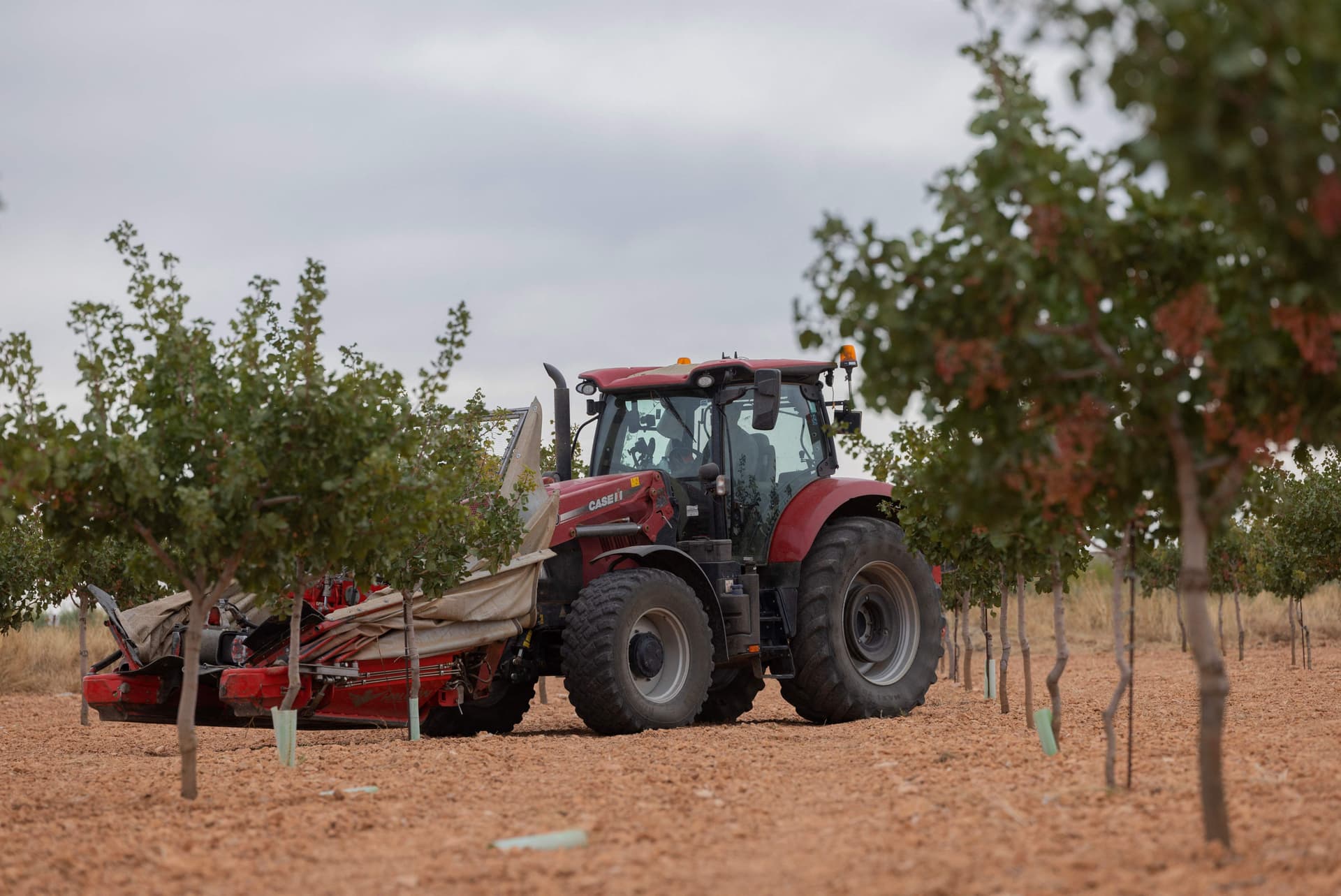 أشجار الفستق