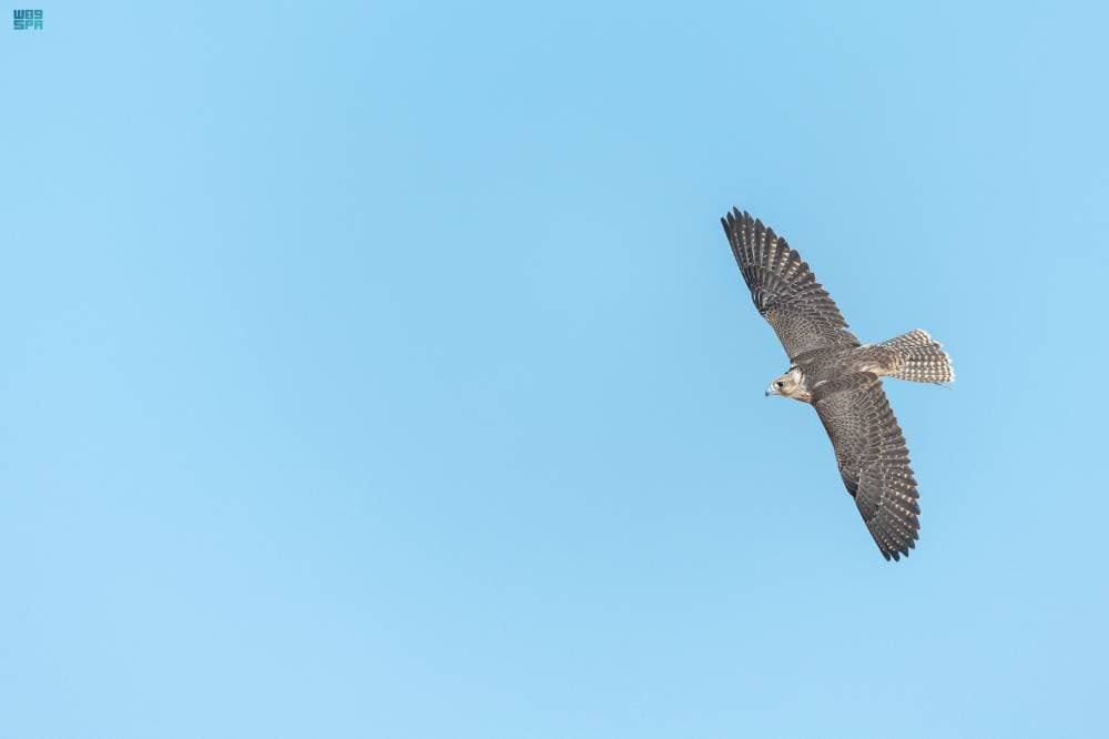 أبناء صقار يحصدون المراكز الثلاثة الأولى في سباق الملواح لفئة "جير شاهين"