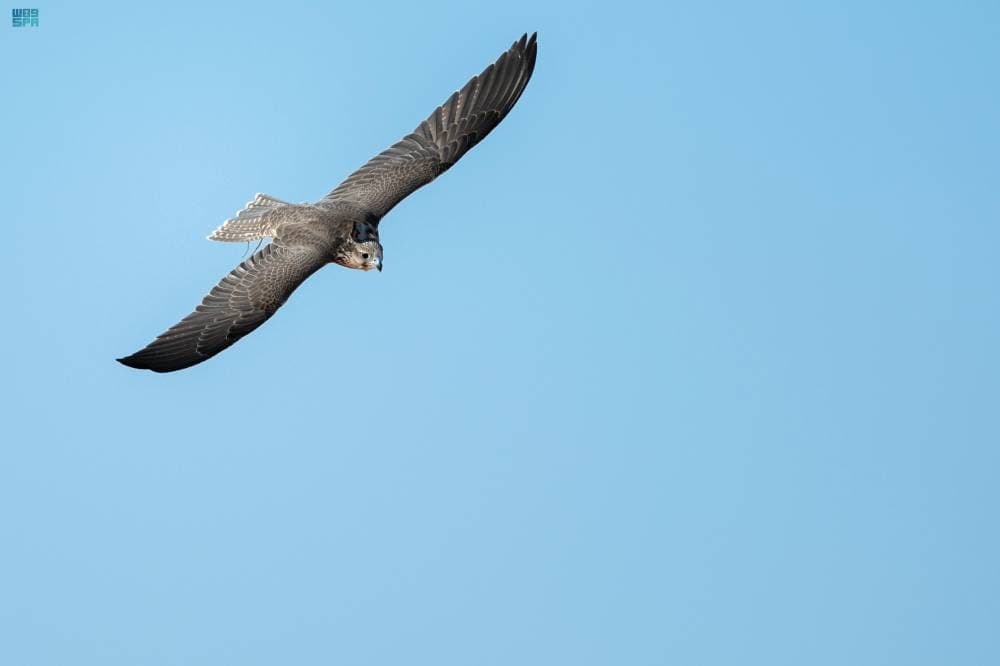 أبناء صقار يحصدون المراكز الثلاثة الأولى في سباق الملواح لفئة "جير شاهين"