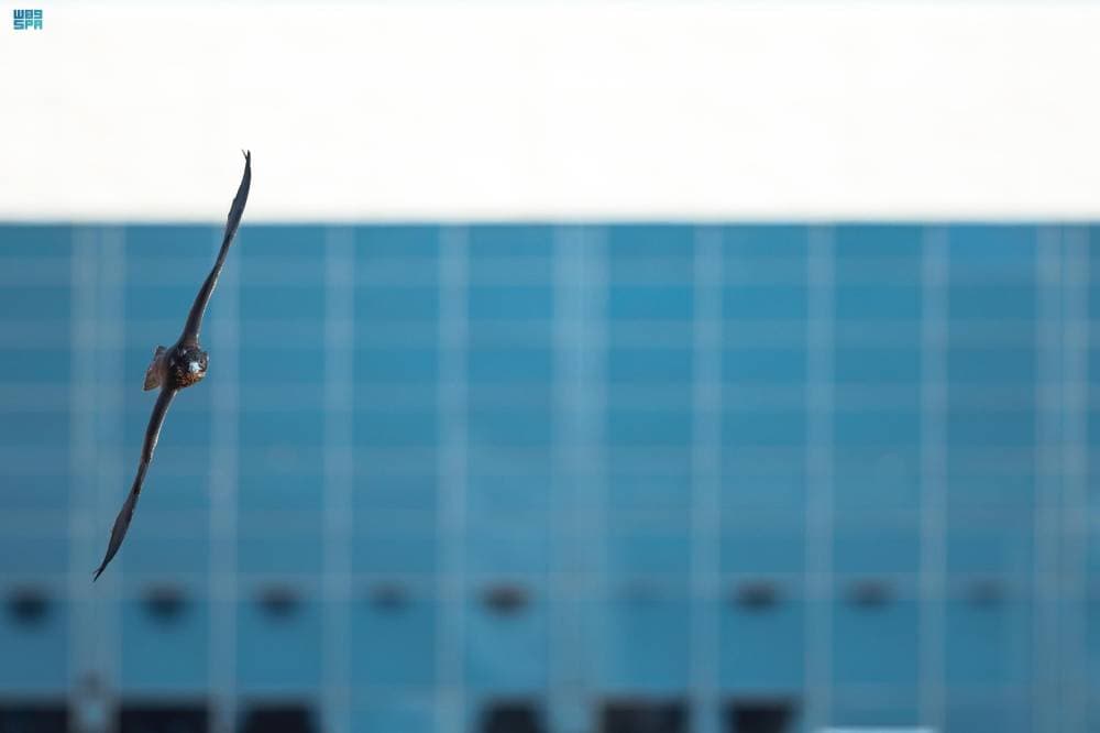 أبناء صقار يحصدون المراكز الثلاثة الأولى في سباق الملواح لفئة "جير شاهين"