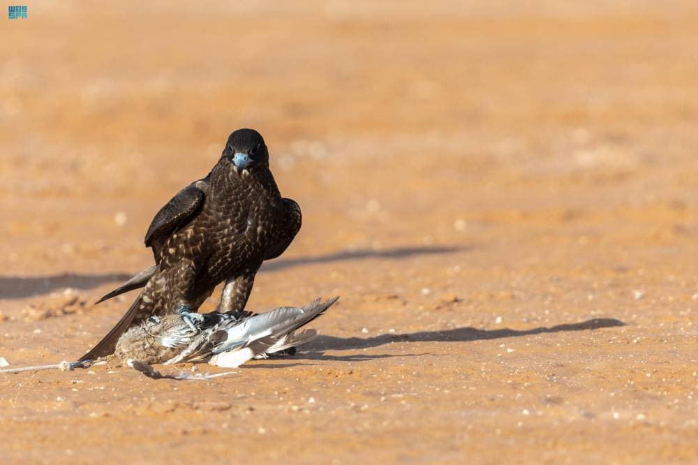 أبناء صقار يحصدون المراكز الثلاثة الأولى في سباق الملواح لفئة "جير شاهين"